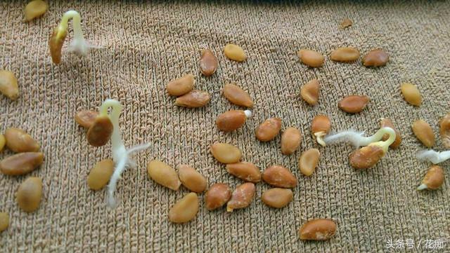 1,两粒种子,在家就能种出玩不完的手捻葫芦!