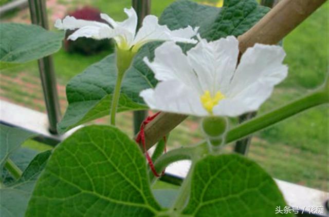 文玩葫芦的种植方法和技术，文玩葫芦的种植方法和技术图解（在家就能种出玩不完的手捻葫芦）