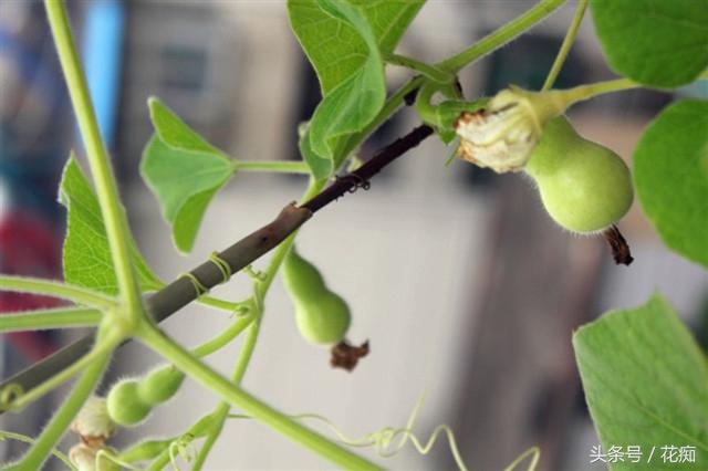 文玩葫芦的种植方法和技术，文玩葫芦的种植方法和技术图解（在家就能种出玩不完的手捻葫芦）