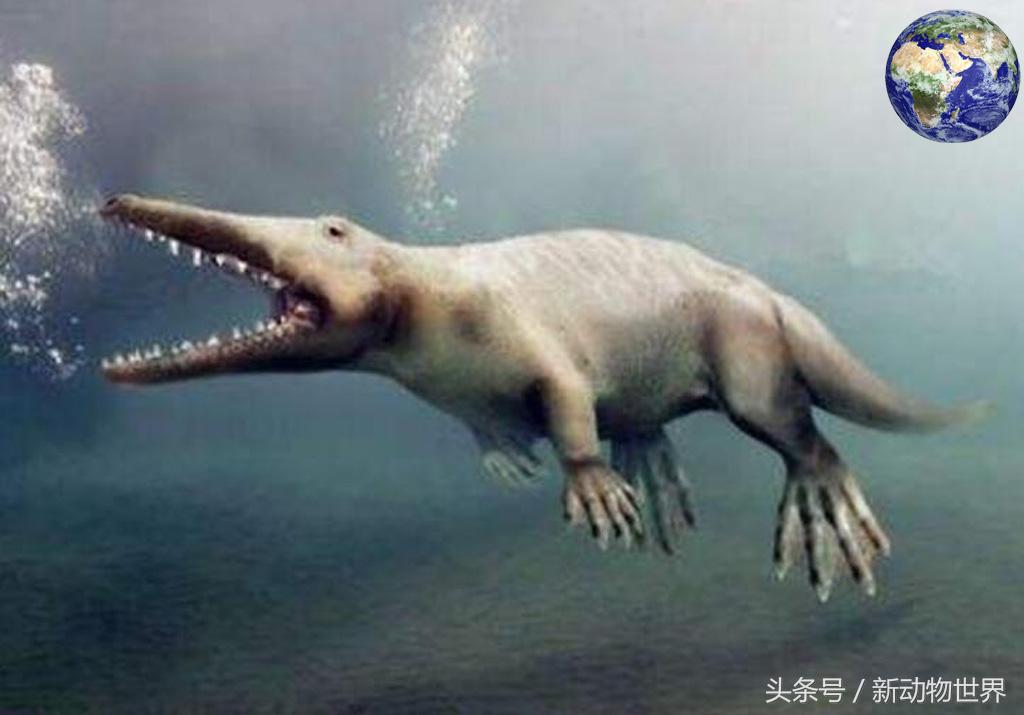 超级可爱的鲸鱼，微信头像，超级可爱的鲸鱼（五千万年前竟然有一种鲸鱼可以在陆地上行走）