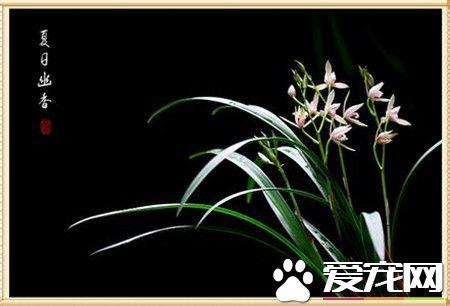 兰花的味道有毒吗，兰花有味道吗（兰花是一种没有毒的花卉）