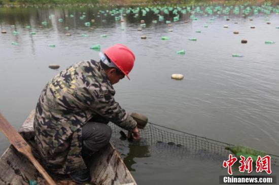 淡水珍珠产地在哪里，江西省淡水珍珠养殖基地