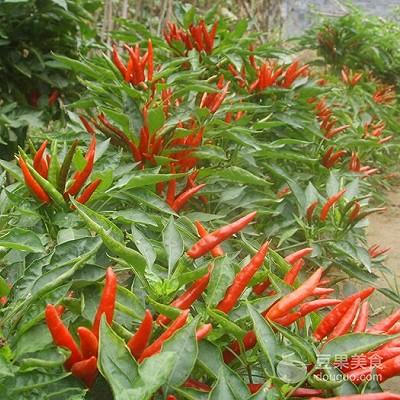 自制剁椒的家常做法，自制剁辣椒的做法