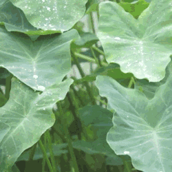 乱花渐欲迷人眼，乱花渐欲迷人眼什么意思