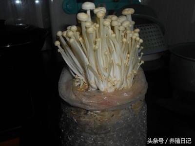 菌包在家怎么种植，网上购买的蘑菇菌包如何种植（在家2周就能种出金针菇）
