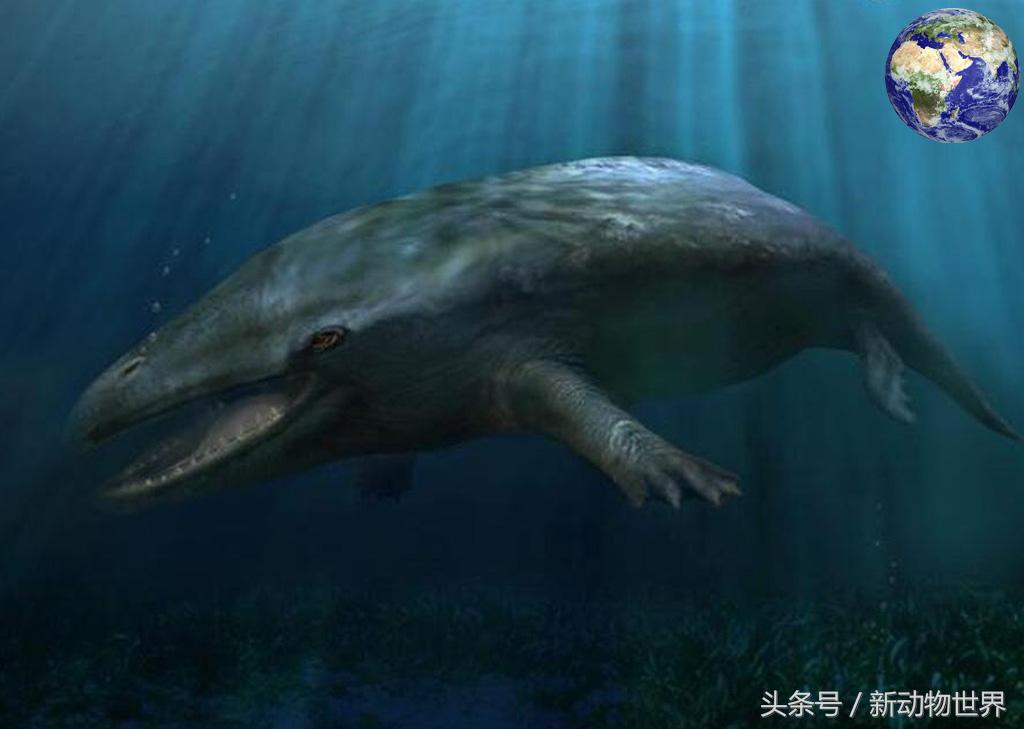 超级可爱的鲸鱼，微信头像，超级可爱的鲸鱼（五千万年前竟然有一种鲸鱼可以在陆地上行走）