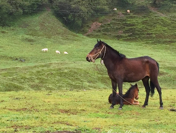 马年运程：属马的女人命运怎么样，马年运程：属马的女人命运怎么样（属马的女人命好不好）