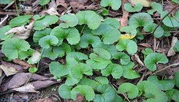 连钱草的别名叫什么，金钱草与连钱草是不是一种草,两个名字（用的就是这种药材来解毒）