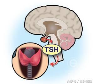 促甲状腺激素0.01严重吗，促甲状腺素0.01严重吗（你的甲状腺功能各项指标正常吗）