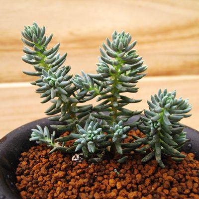 松塔多肉植物图片(多肉塔松修剪)-娱宸网