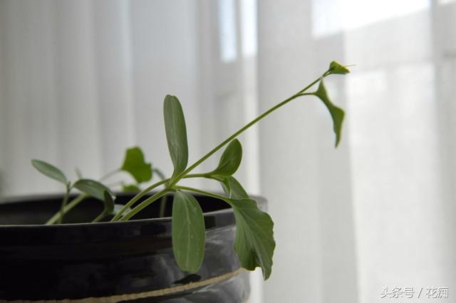 文玩葫芦的种植方法和技术，文玩葫芦的种植方法和技术图解（在家就能种出玩不完的手捻葫芦）
