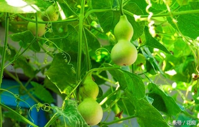 文玩葫芦的种植方法和技术，文玩葫芦的种植方法和技术图解（在家就能种出玩不完的手捻葫芦）