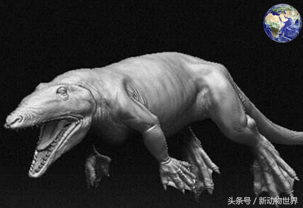 超级可爱的鲸鱼，微信头像，超级可爱的鲸鱼（五千万年前竟然有一种鲸鱼可以在陆地上行走）