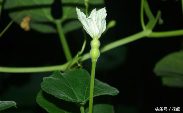 文玩葫芦的种植方法和技术，文玩葫芦的种植方法和技术图解（在家就能种出玩不完的手捻葫芦）
