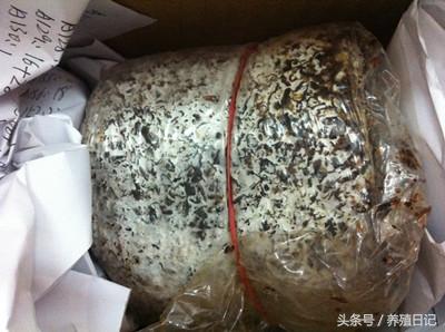 菌包在家怎么种植，网上购买的蘑菇菌包如何种植（在家2周就能种出金针菇）
