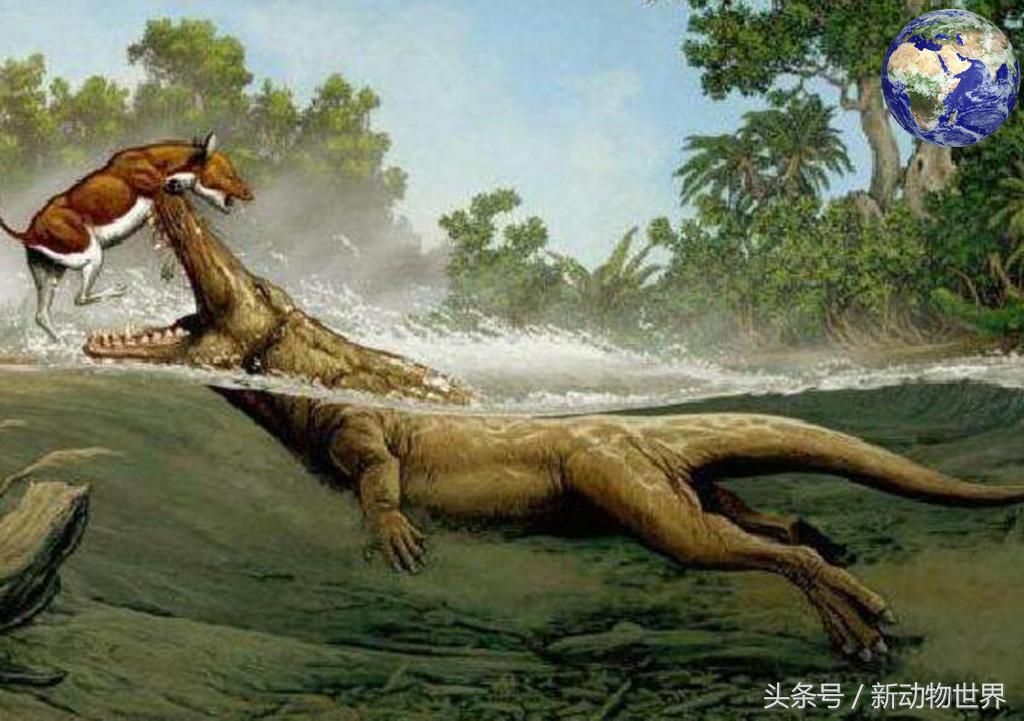 超级可爱的鲸鱼，微信头像，超级可爱的鲸鱼（五千万年前竟然有一种鲸鱼可以在陆地上行走）