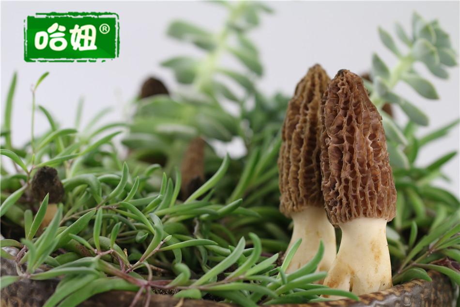  怎么挑选好吃的羊肚菌，挑选羊肚菌小妙招