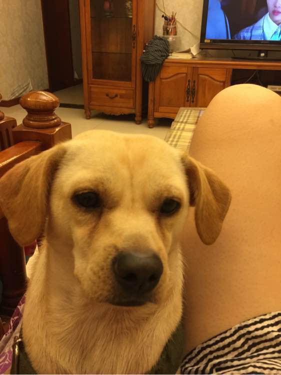 拉布拉多串欺负泰迪后生下四只铁包金泰迪,网友纷纷说想要一只养