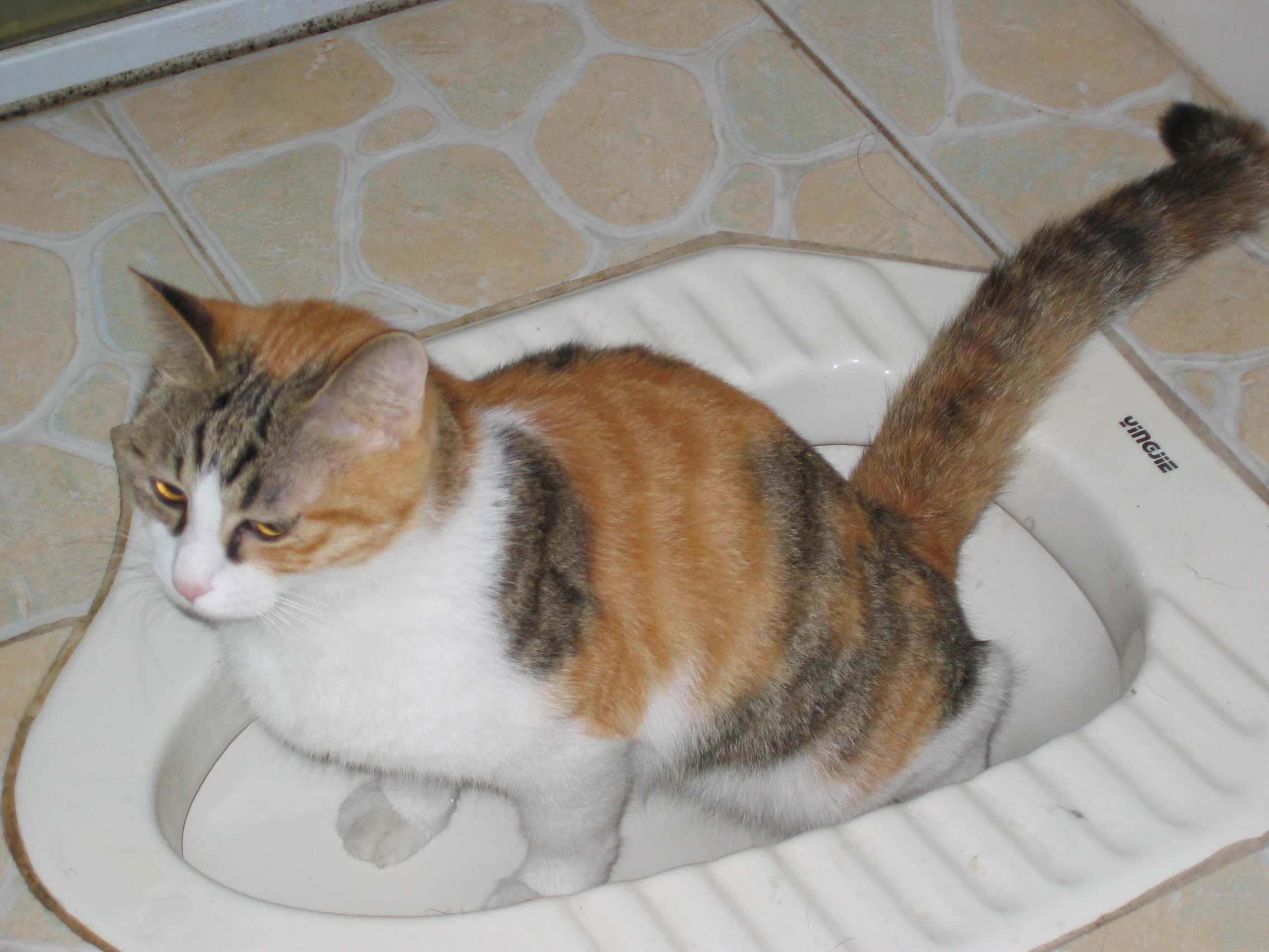 招财猫举左手和右手的区别是什么，招财猫举左手还是右手（招财猫举左手和举右手有啥区别）