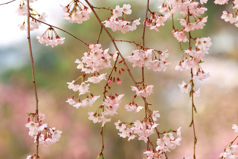 属鸡男认定老婆的生肖女，属鸡男一见钟情的生肖女（生肖鸡：第一大桃花生肖）