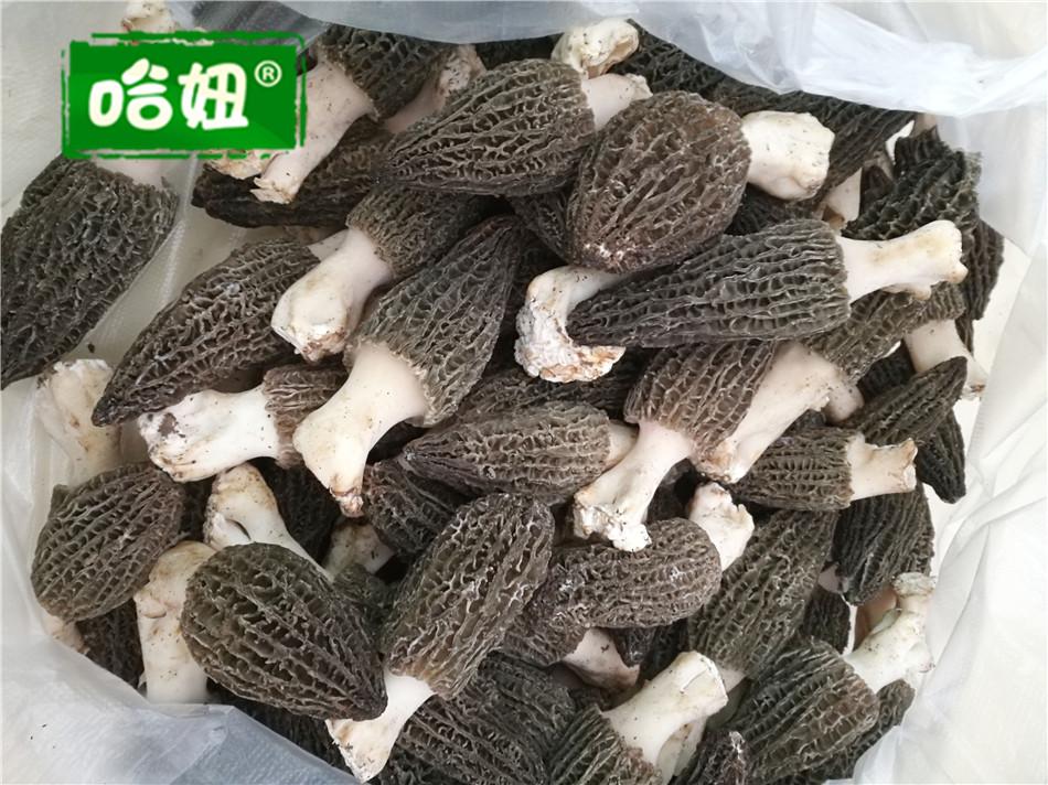  怎么挑选好吃的羊肚菌，挑选羊肚菌小妙招