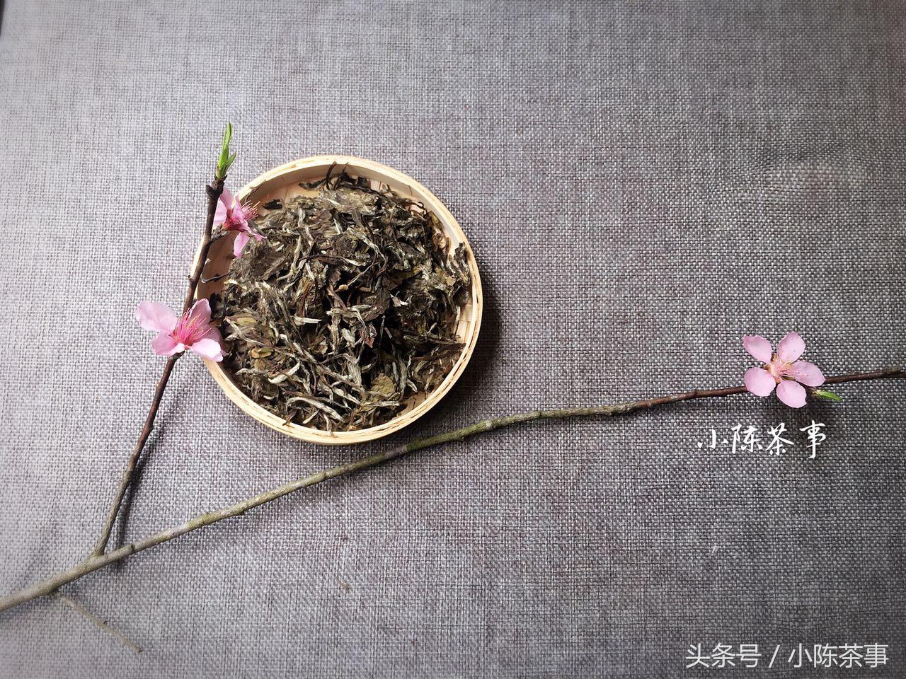 溧阳天目湖白茶开采啦，潥阳白茶能存放多久（远离春困，你需要一杯白茶）