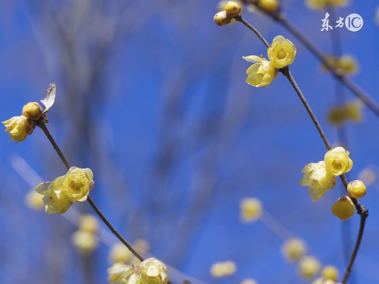 春有百花盘点常见的67种，百花名称图（清明踏青常见花种你认识多少）