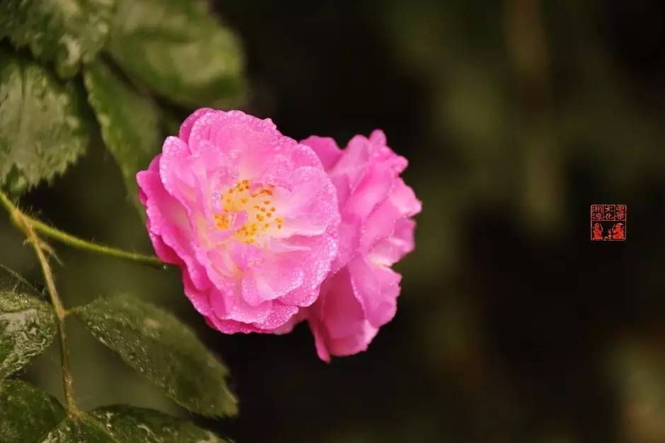 旧恩网名，旧恩微信昵称（花信风：为什么心有猛虎）