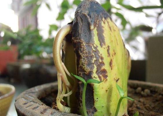 芒果仁可以怎么吃，芒果仁的用处与作用