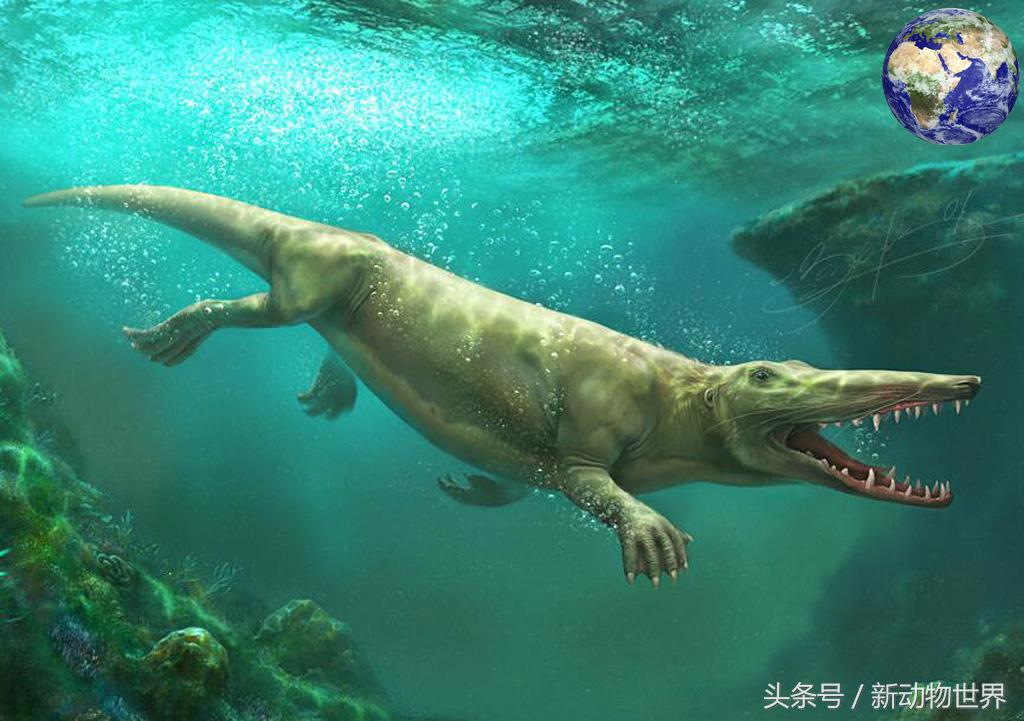 超级可爱的鲸鱼，微信头像，超级可爱的鲸鱼（五千万年前竟然有一种鲸鱼可以在陆地上行走）