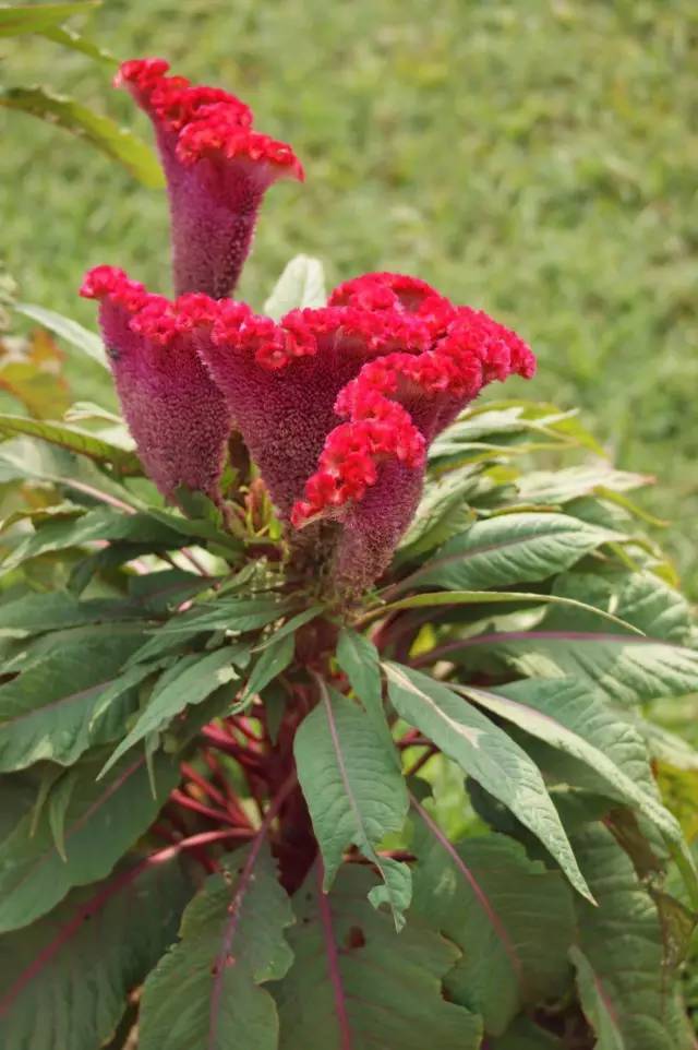 什么植物和动物像鸡，什么植物和什么动物加起来像鸡（那些用生命在模仿鸡的植物）