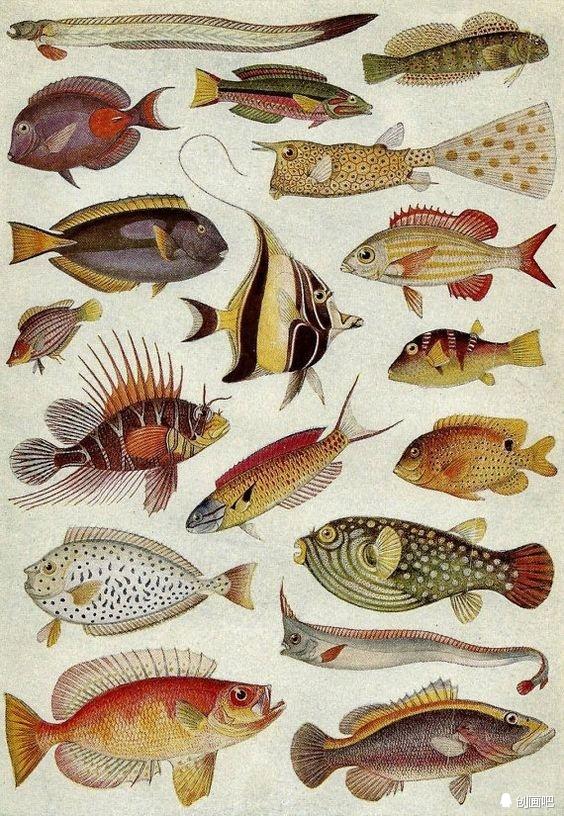 深海鱼有哪些，图谱——世界珍藏版海洋生物图谱（食用深海鱼有哪些）