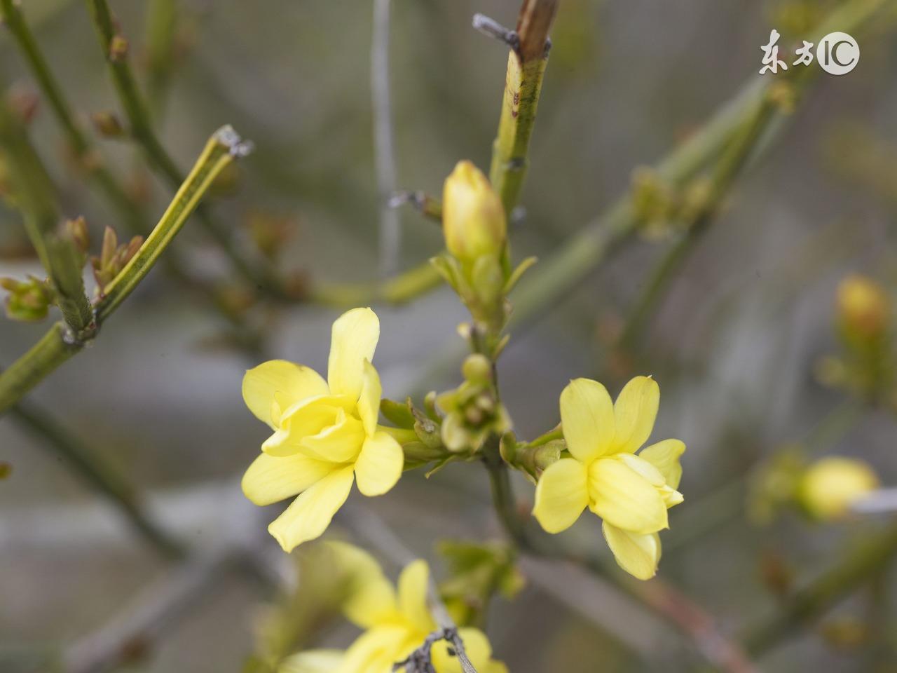 春有百花盘点常见的67种，百花名称图（清明踏青常见花种你认识多少）