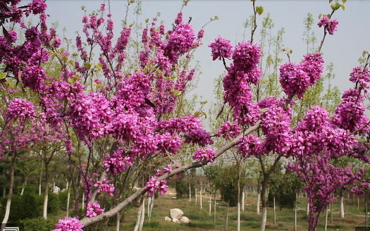 春有百花盘点常见的67种，百花名称图（清明踏青常见花种你认识多少）