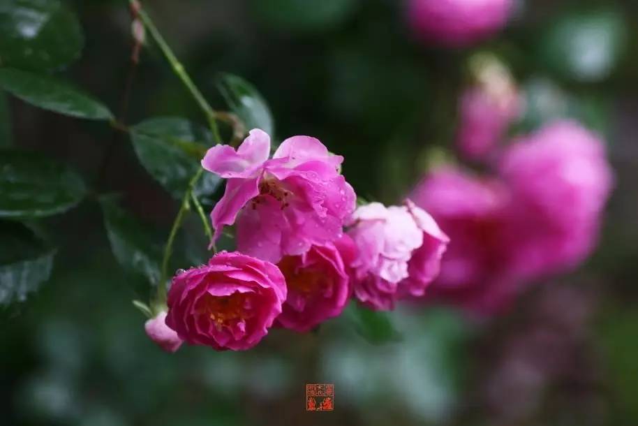 旧恩网名，旧恩微信昵称（花信风：为什么心有猛虎）