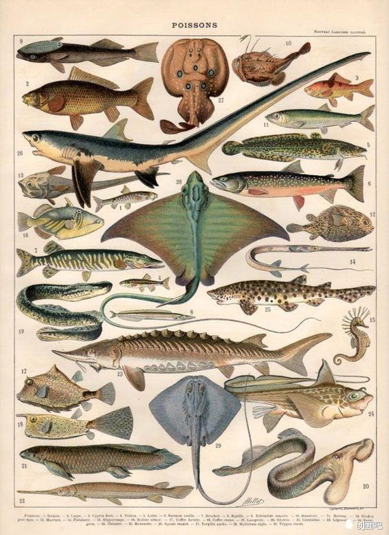 深海鱼有哪些，图谱——世界珍藏版海洋生物图谱（食用深海鱼有哪些）