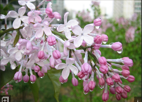 春有百花盘点常见的67种，百花名称图（清明踏青常见花种你认识多少）