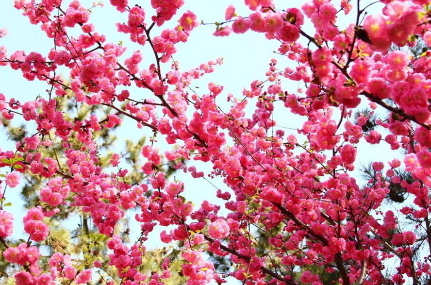 最容易招桃花的三大生肖女,年纪越大魅力越大(2021下半年桃花最旺的