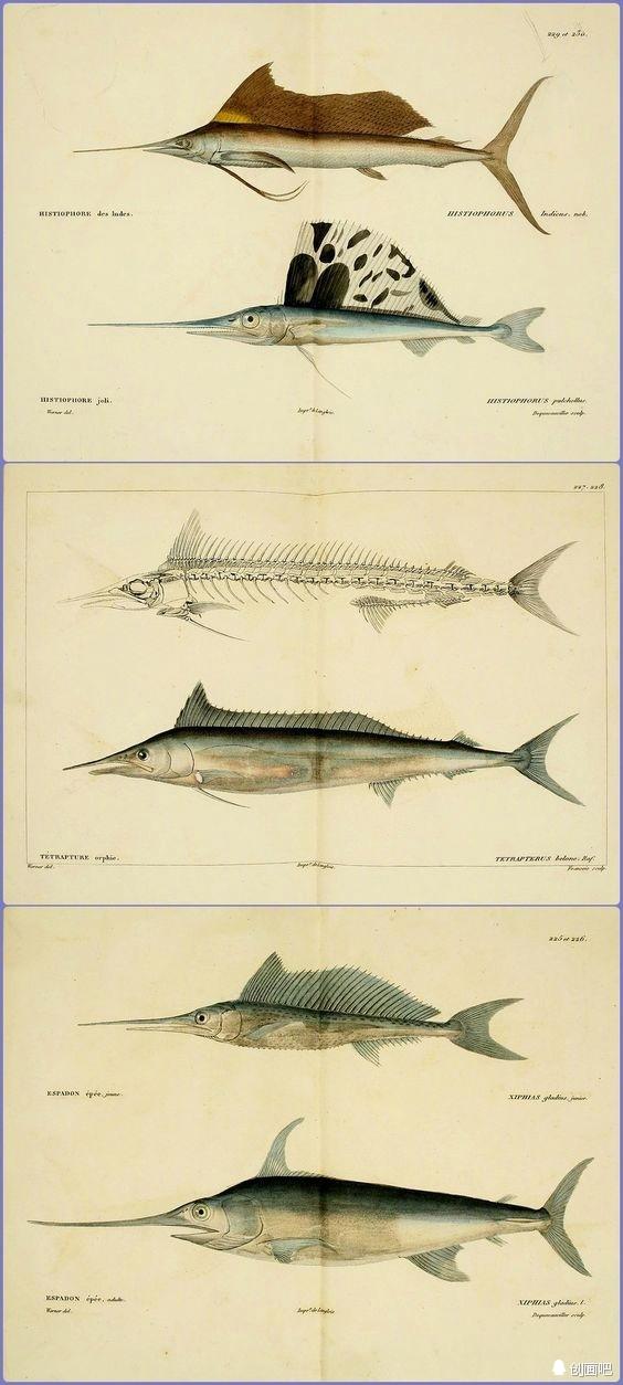 深海鱼有哪些，图谱——世界珍藏版海洋生物图谱（食用深海鱼有哪些）