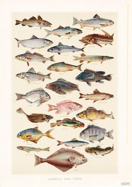 深海鱼有哪些，图谱——世界珍藏版海洋生物图谱（食用深海鱼有哪些）