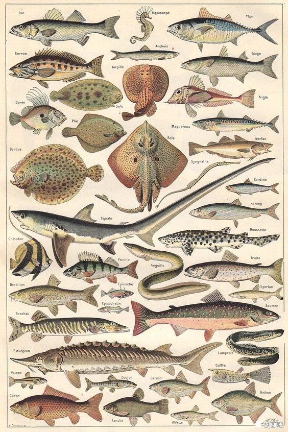 深海鱼有哪些，图谱——世界珍藏版海洋生物图谱（食用深海鱼有哪些）