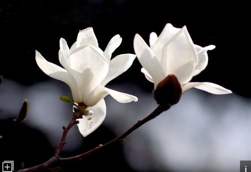 春有百花盘点常见的67种，百花名称图（清明踏青常见花种你认识多少）