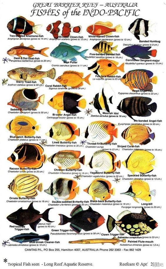 深海鱼有哪些，图谱——世界珍藏版海洋生物图谱（食用深海鱼有哪些）