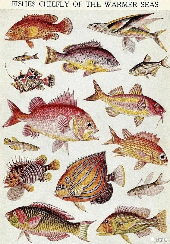 深海鱼有哪些，图谱——世界珍藏版海洋生物图谱（食用深海鱼有哪些）