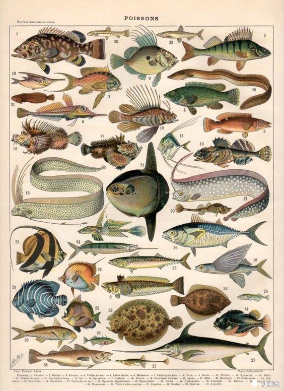 深海鱼有哪些，图谱——世界珍藏版海洋生物图谱（食用深海鱼有哪些）