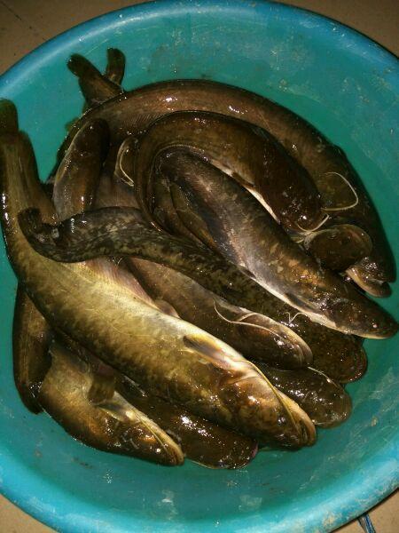 鲶鱼炖茄子的家常做法,东北鲶鱼炖茄子的家常做法(钓鱼过瘾有口福"