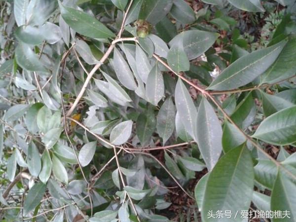 见血封喉树的主要价值，但有一种野草却是它的克星