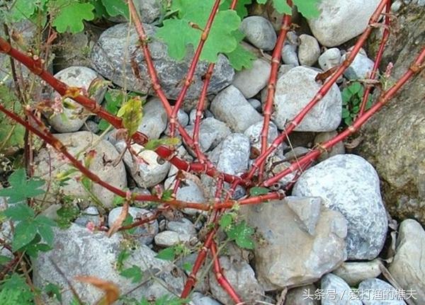 见血封喉树的主要价值，但有一种野草却是它的克星