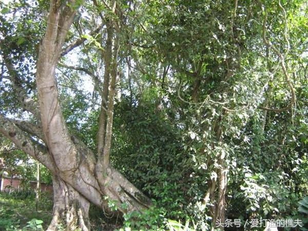 见血封喉树的主要价值，但有一种野草却是它的克星