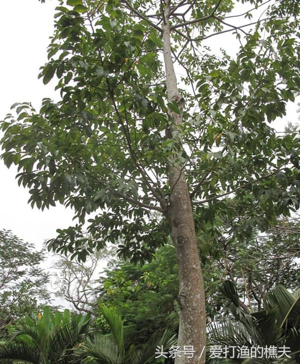 见血封喉树的主要价值，但有一种野草却是它的克星